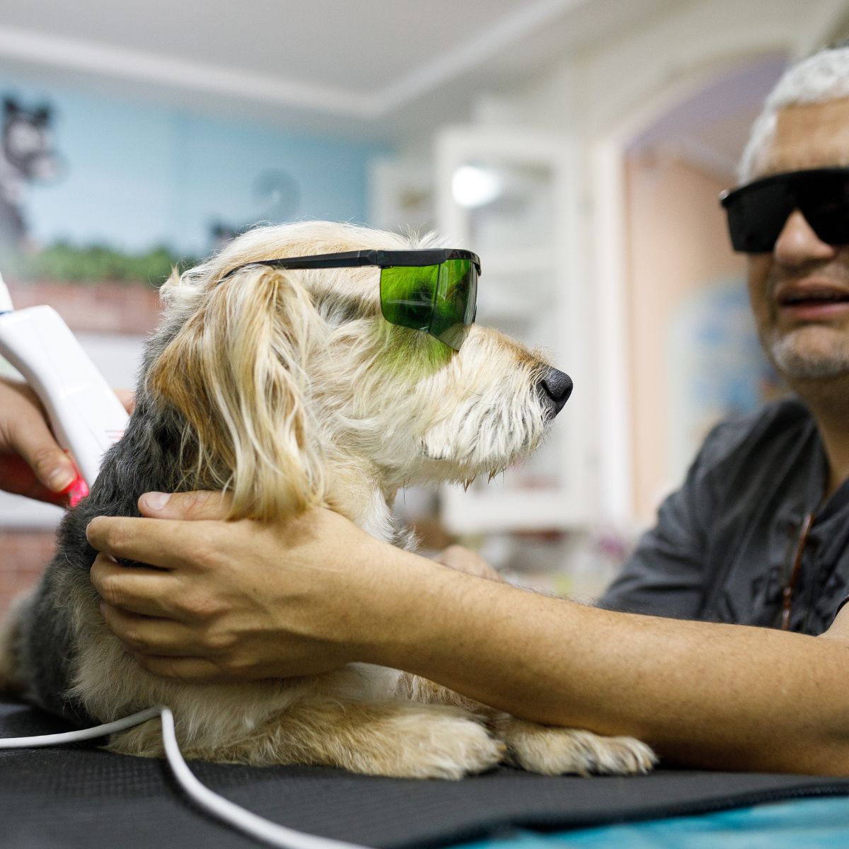 a vet wearing sunglasses and a dog