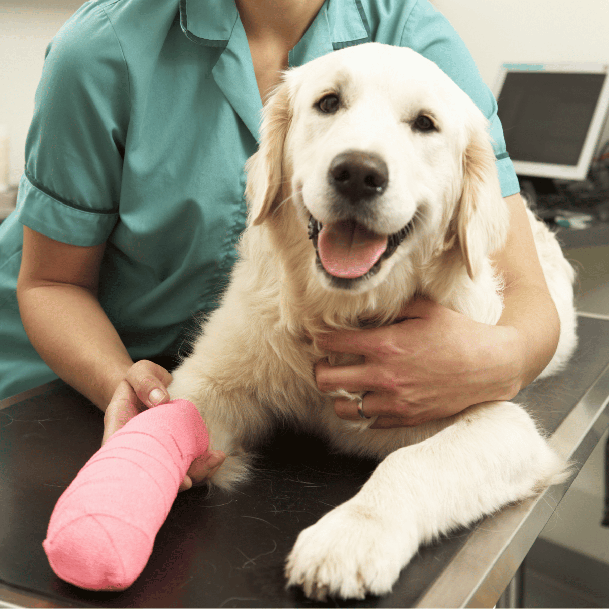 a person holding a dog injured leg