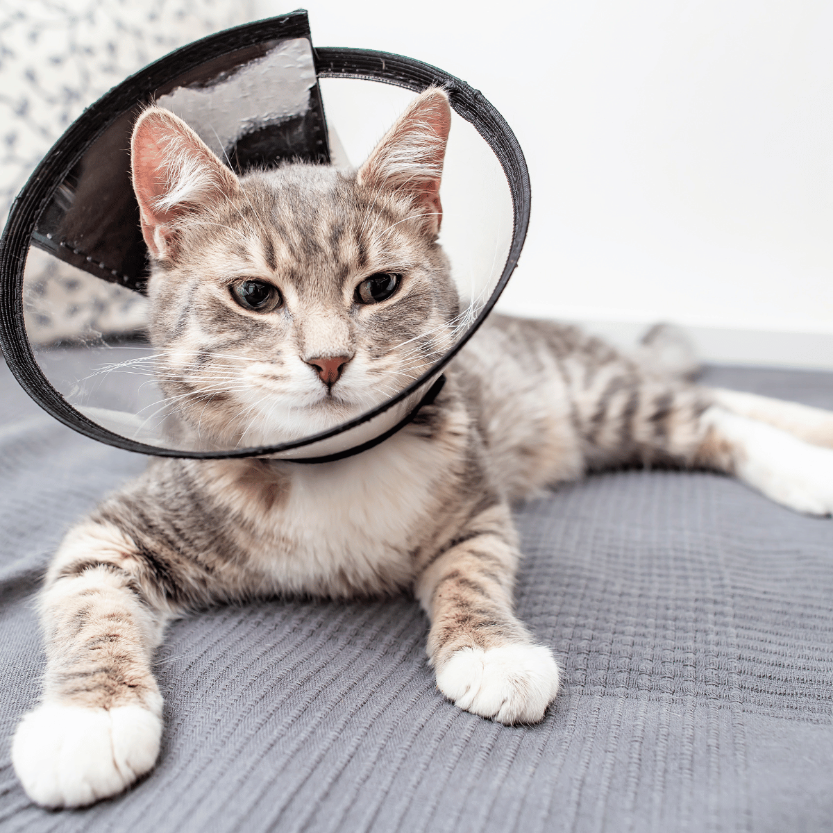 a cat with a cone on its head