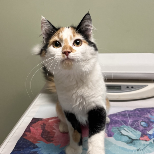 a person holding a dog