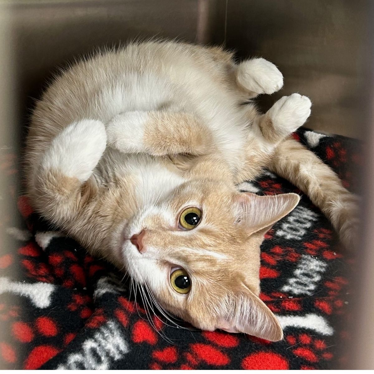 Orange and white cat laying down belly up on a blanket.