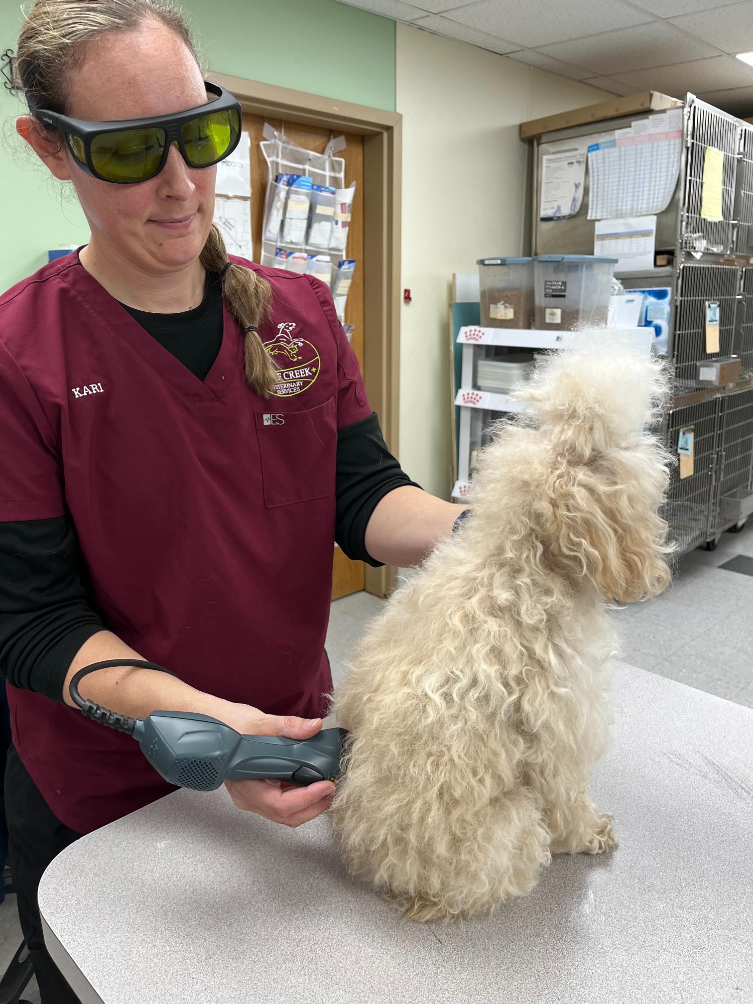 a person holding a dog injured leg