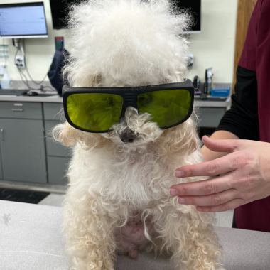 a vet wearing sunglasses and a dog