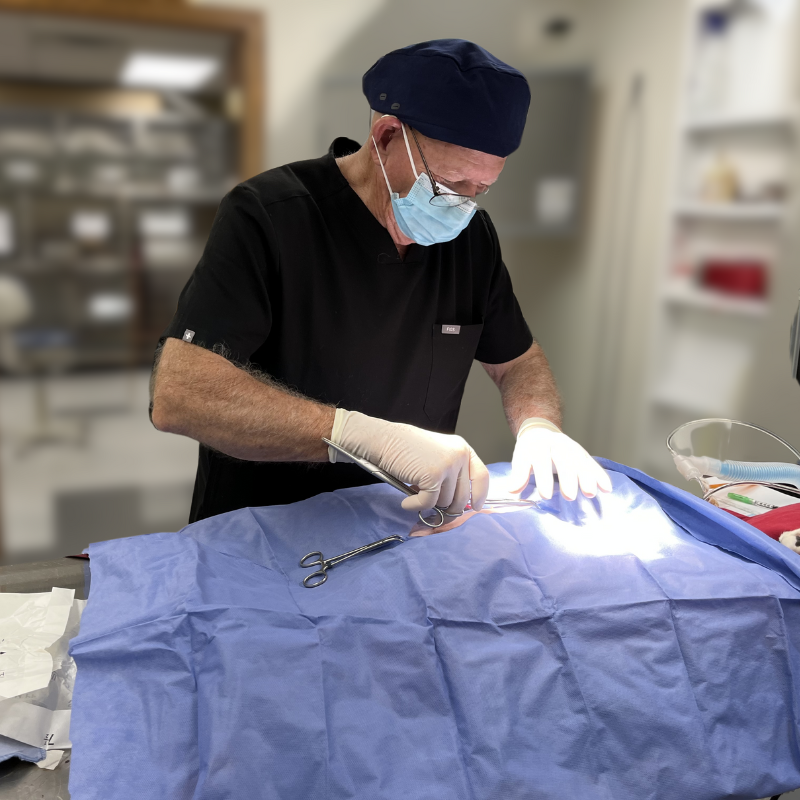 a cat with a cone on its head